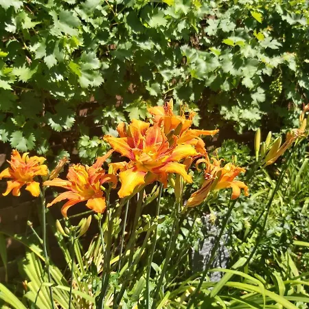 Garden, Autoparking, Bbq, Terrace * Siófok